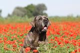 CANE CORSO 004